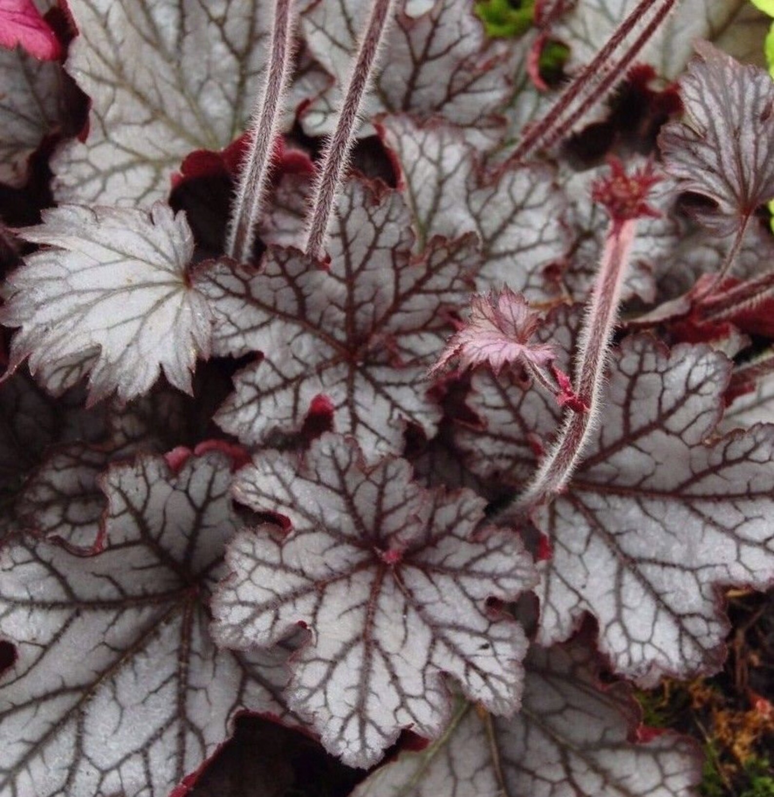 Гейхера гибридная Электра