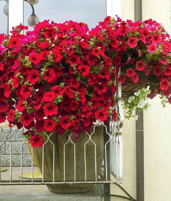 RED TRAILING PETUNIA Velvety Cascading Hanging Pots Planters Etsy