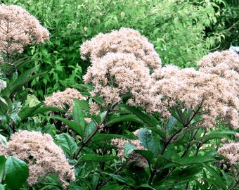 WHITE BONESET Joe Pye Eupatorium Fistulosum Albidum Eutrochium, Butterfly Perennial, 10 Seeds