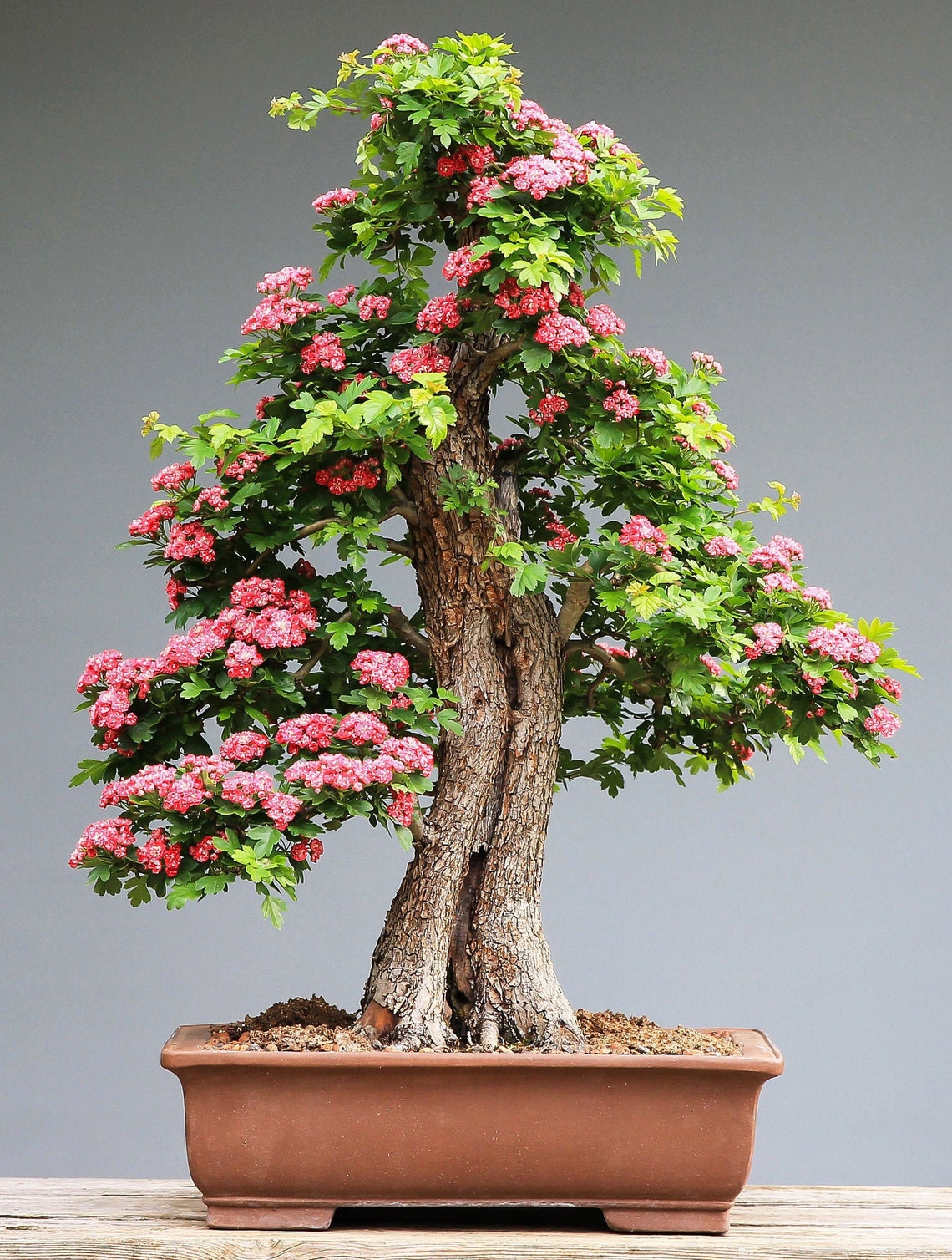 BONSAI ENGLISH HAWTHORN Crataegus Laevigata 5 Rare Seeds Etsy Canada