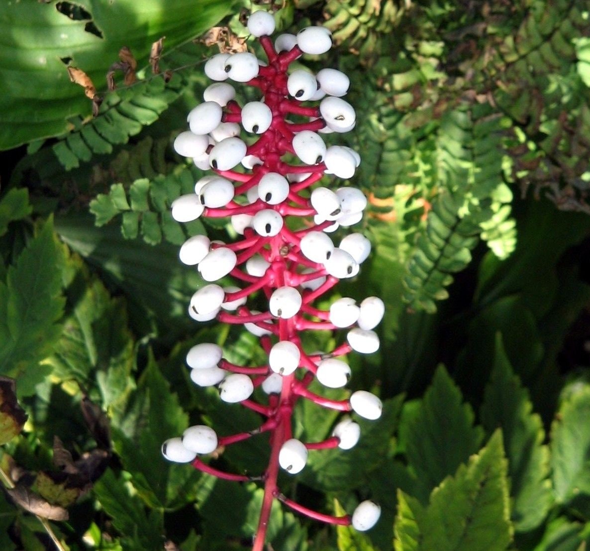 DOLL'S EYES Actaea Pachypoda Native Hardy Perennial Etsy Canada