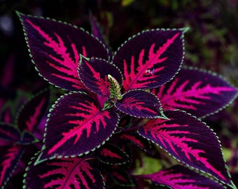 COLEUS 'MESMERIZE CHOCOLATE' Foliage Dark, 5 Rare Seeds