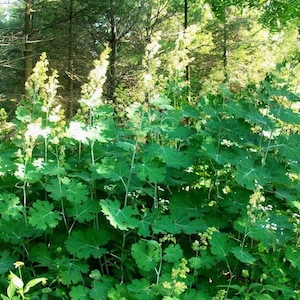 Huge PLUME POPPY Macleaya Cordata Giant Tall Hardy Perennial 15 Seeds image 1