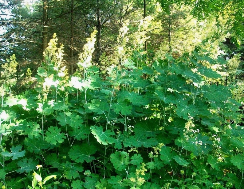 Huge PLUME POPPY Macleaya Cordata Giant Tall Hardy Perennial 15 Seeds image 1