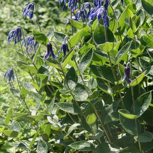 BUSH CLEMATIS Intergrifolia Hardy Perennial, 3 Rare Seeds image 2