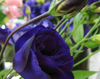 DOUBLE BLUE LISANTHUS Flowers Lisianthus Eustoma, 10 Seeds