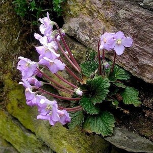 HARDY AFRICAN VIOLET Ramonda Perennial Myconi Pyrenean Rosette Mullein 10 Seeds image 3