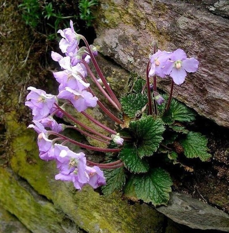 HARDY AFRICAN VIOLET Ramonda Perennial Myconi Pyrenean Rosette Mullein 10 Seeds image 3