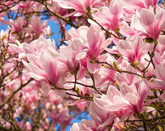 SAUCER MAGNOLIA Hardy Soulangeana Tree Shrub Pink Flowers Flowering, 10 Rare Large Seeds