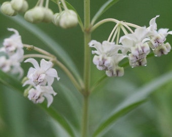 SWAN PLANT MILKWEED Asclepias Fruticosa Monarch, 10 Seeds