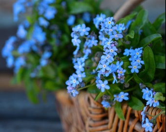 BALLAMY BLUE FORGET Me Not First Year Blooming! Compact For Baskets Planters Pots Hardy Perennial Myosotis, 10 Rare Seeds