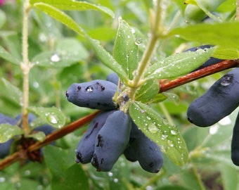 BLUE HONEYSUCKLE HASKAP Native Honeyberry Sweetberry Caerulea, 10 Seeds