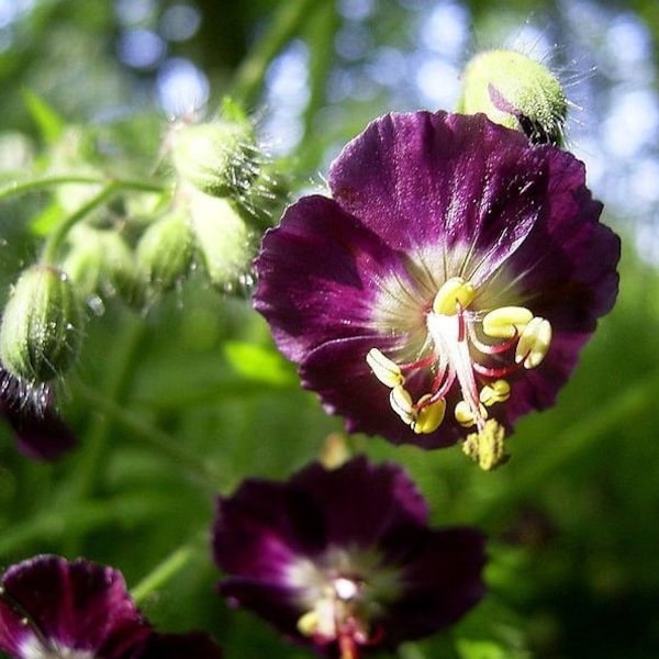 GERANIUM PHAEUM Burgundy Red Flowers Hardy Perennial Mottled Leaves, 8 Rare Seeds