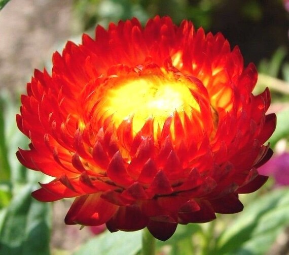 Scarlet Red Strawflower Everlasting Helichrysum Straw Flower Etsy
