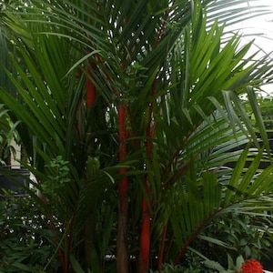 Sealing Wax Palm Red Lipstick Tree Patio Potted Cyrtostachys Lakka, 10 Rare Seeds