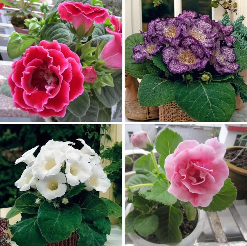 GLOXINIA EMPRESS MIX Houseplant Easy Houseplant Sinningia Speciosa, 10 Seeds image 6