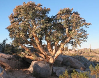 BAJA ELEPHANT TREE Pachycormus Discolor, 5 Rare Seeds