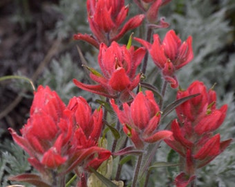 PAINTBRUSH SPLITLEAF Rosy Indian Castilleja rhexifolia, 5 seeds