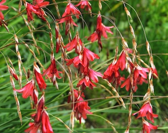 BLACKBIRD ANGEL'S FISHING Rod, Dierama Hairbells Hardy Perennial, 10 Seeds