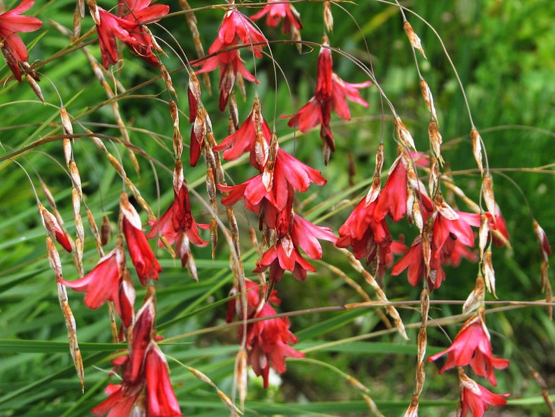 BLACKBIRD ANGEL'S FISHING Rod, Dierama Hairbells Hardy Perennial, 10 Seeds image 1