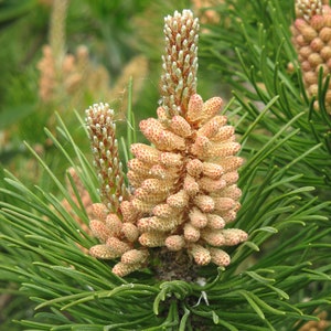 MUGO PINE Pinus Maghus Evergreen Dwarf Tree Coniferous Bonsai, 20 Seeds image 6