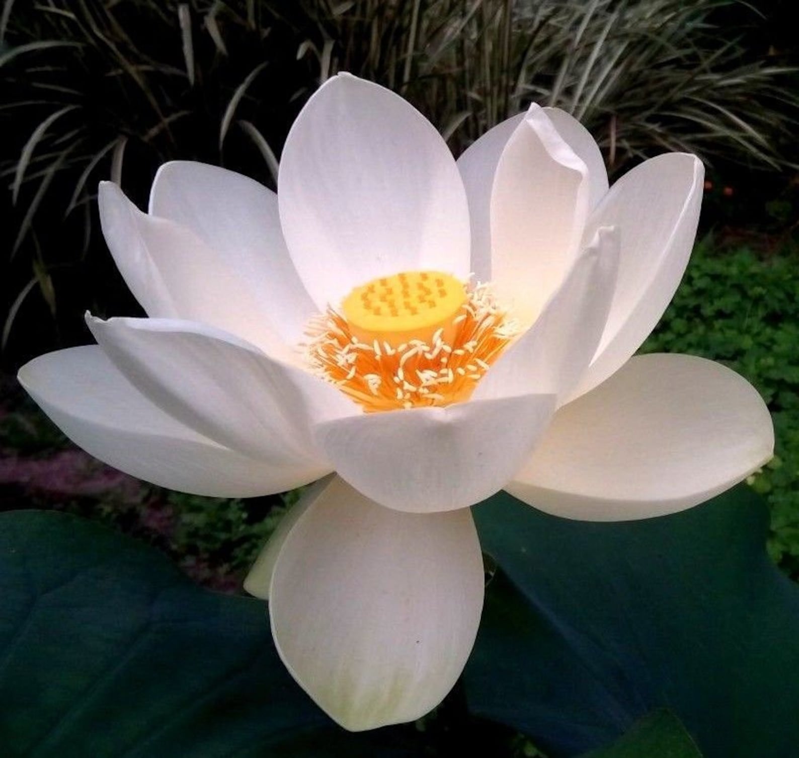 WHITE LOTUS Sacred Water Nelumbo Nucifera Plant Lily Hardy Etsy