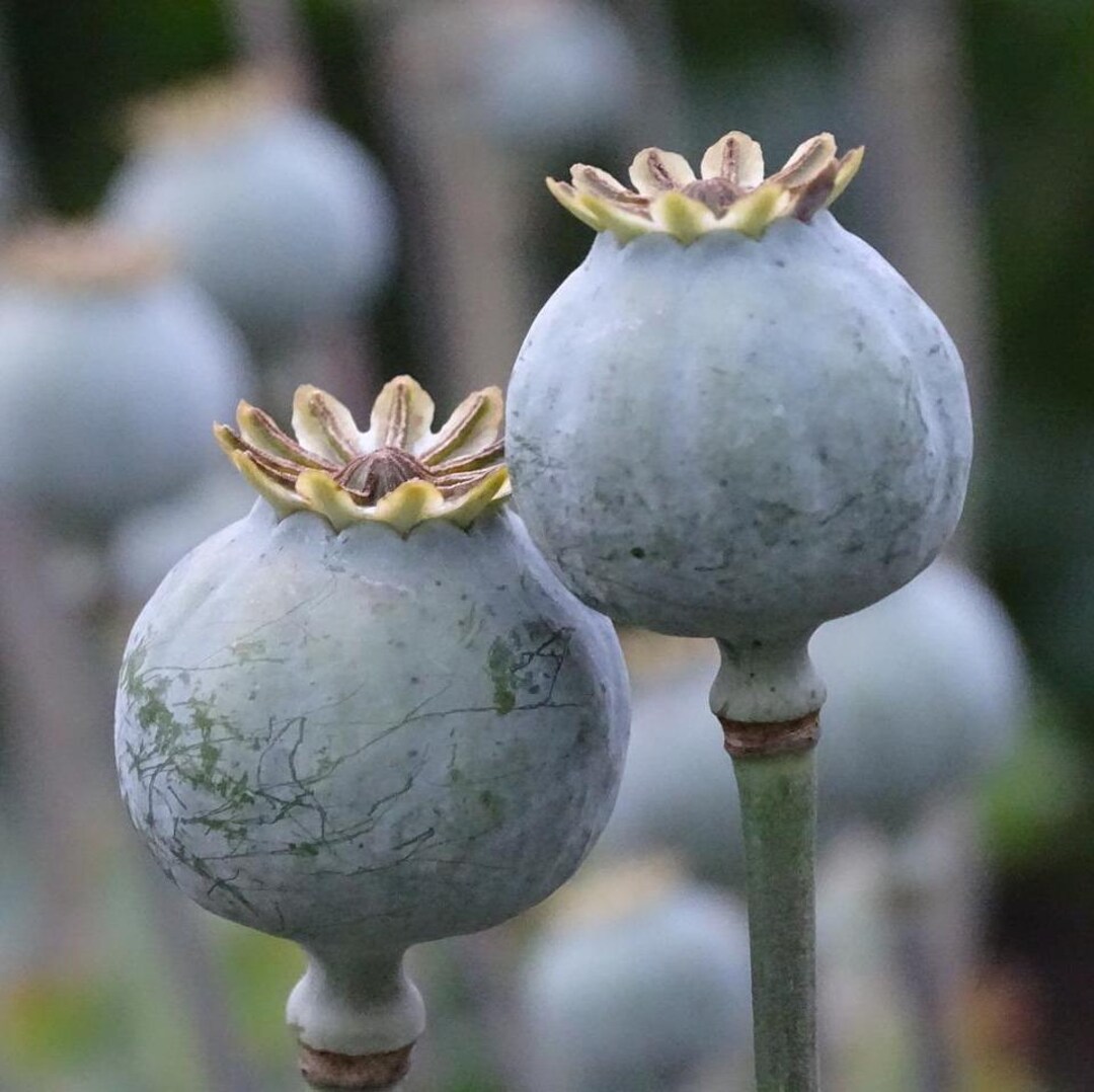 Giant Pod Rattle Tree GIANT RATTLE POPPY Giant Huge Flower Pods Dried Arrangements, 10 Seeds ...