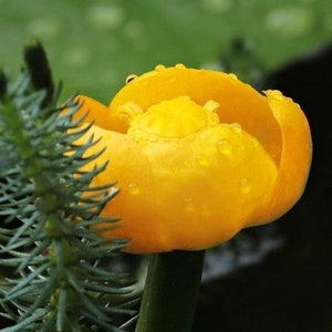 DWARF YELLOW Water Lily Nuphar Lutea Pumila Waterlily Pond 5 Seeds image 1