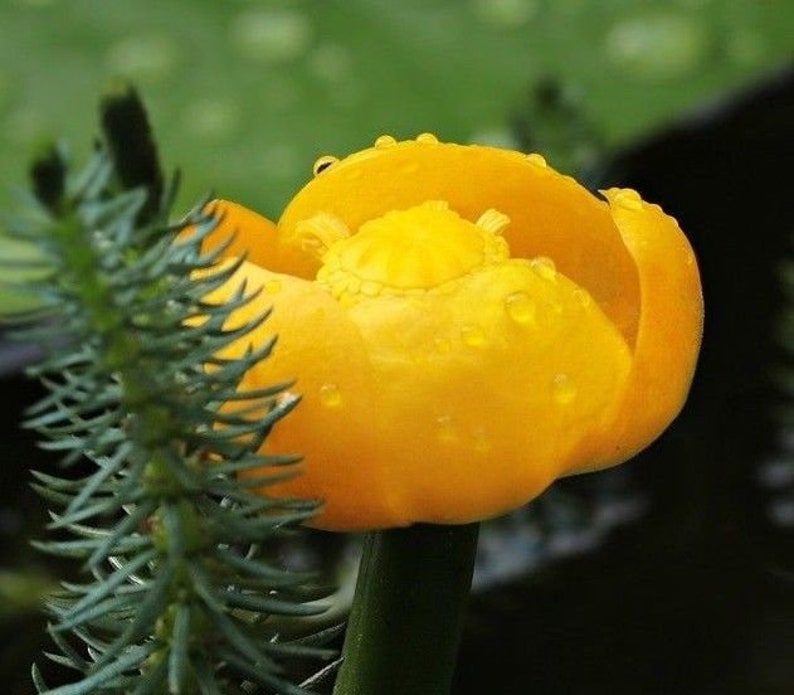 DWARF YELLOW Water Lily Nuphar Lutea Pumila Waterlily Pond 5 Seeds image 1