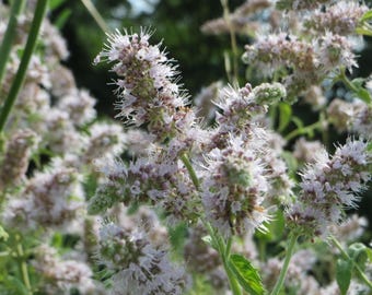 APPLE MINT, PINEAPPLE Woolly Mint Mentha suaveolens Perennial 100 Seeds