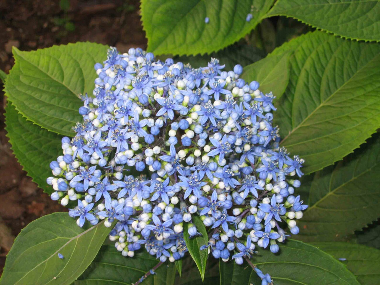 Chinese Quinine BLUE EVERGREEN HYDRANGEA Dichroa Febrifuga Etsy