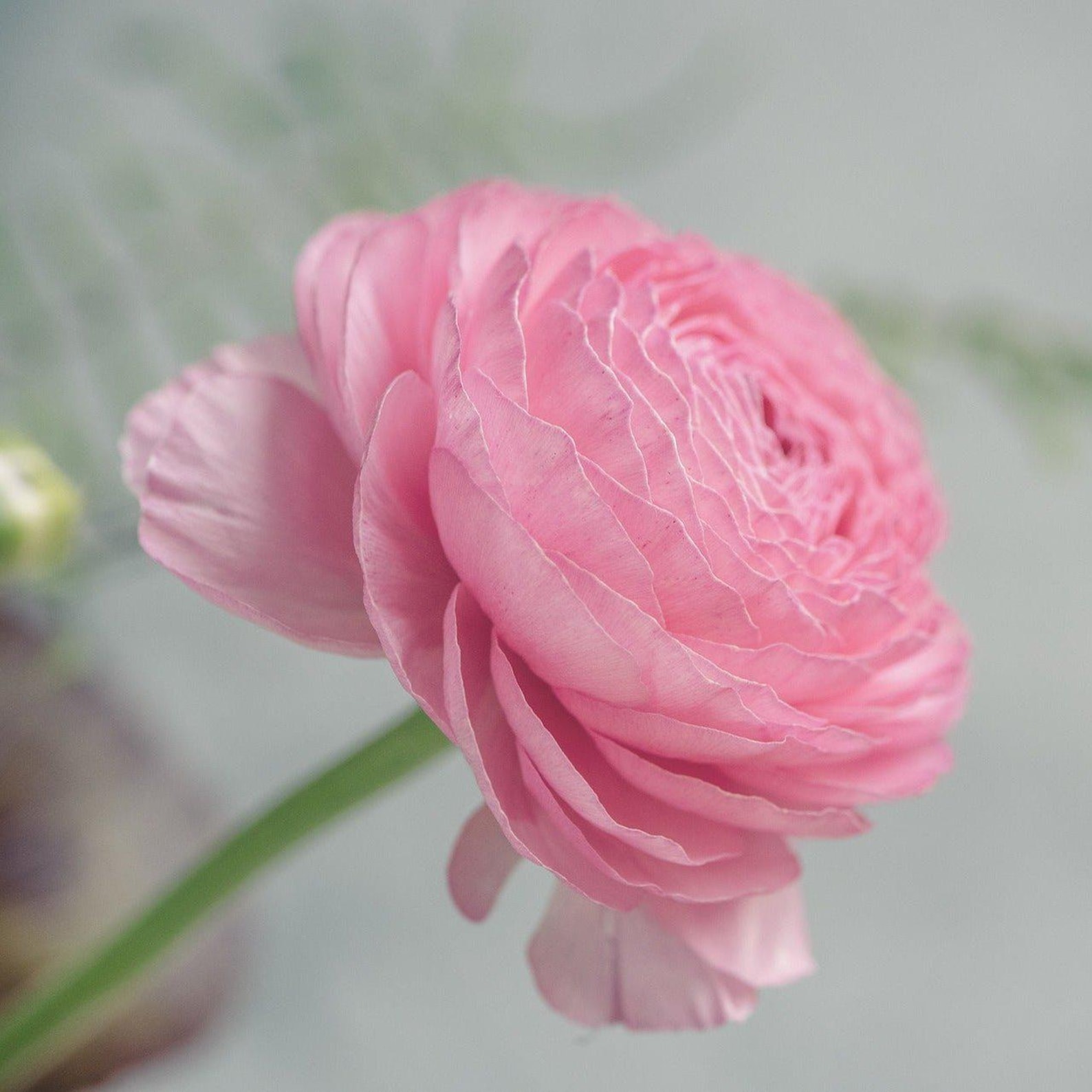 Light Pink Ranucnulus LIGHT PINK RANUNCULUS Compact Short Rare, 10 Seeds - Etsy Canada
