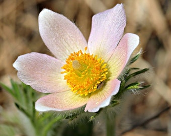 PASQUE FLOWER MIX Cutleaf Anemone Vulgaris Hardy Perennial Flower, 10 Seeds