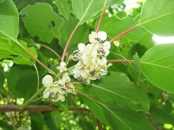 Asklepios-seeds 10 seeds Rare Annona edulis seeds hard to find rare edible exotic fruit