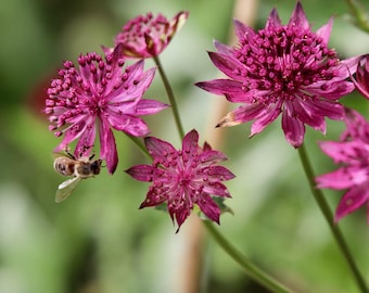 RED GREATER MASTERWORT, Great Masterwort Astrantia major Perennial 15 Seeds
