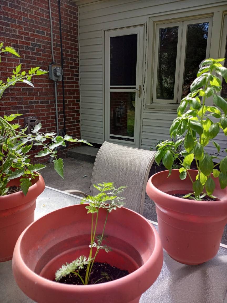 Children's Vegetable Garden Kit Garden Kit Craft Kit Etsy