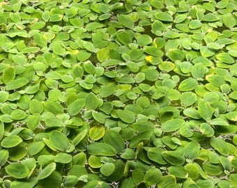 manojo de lechuga de agua enana