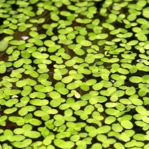 live duckweed!