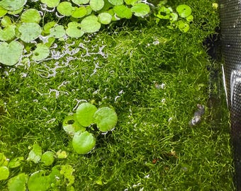 浮かぶクリスタルワート一握り