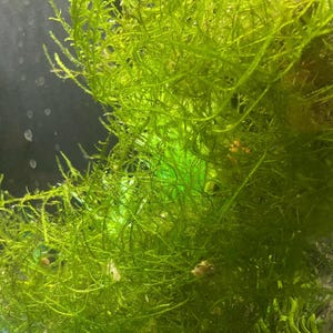 以下が含まれることがあります： 鮮やかな緑色の水生コケ、おそらくジャワモスのクローズアップ。繊細な糸状の構造が特徴です。コケは密に詰まっており、豊かで質感のある外観を作り出しています。背景は暗く、コケの明るい緑色を際立たせています。