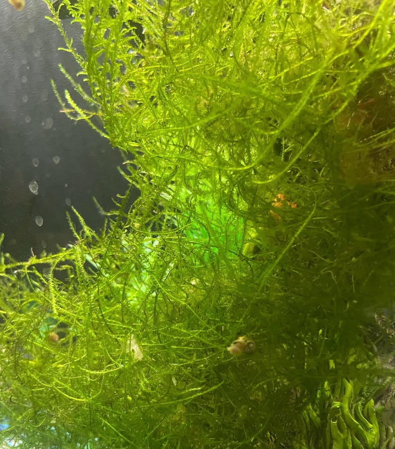 以下が含まれることがあります： 鮮やかな緑色の水生コケ、おそらくジャワモスのクローズアップ。繊細な糸状の構造が特徴です。コケは密に詰まっており、豊かで質感のある外観を作り出しています。背景は暗く、コケの明るい緑色を際立たせています。