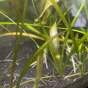 live baby vallisneria spiralis leopard plant