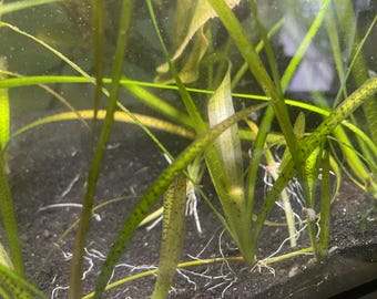 生きたベビーバリスネリア・スパイラリス・レオパードプラント