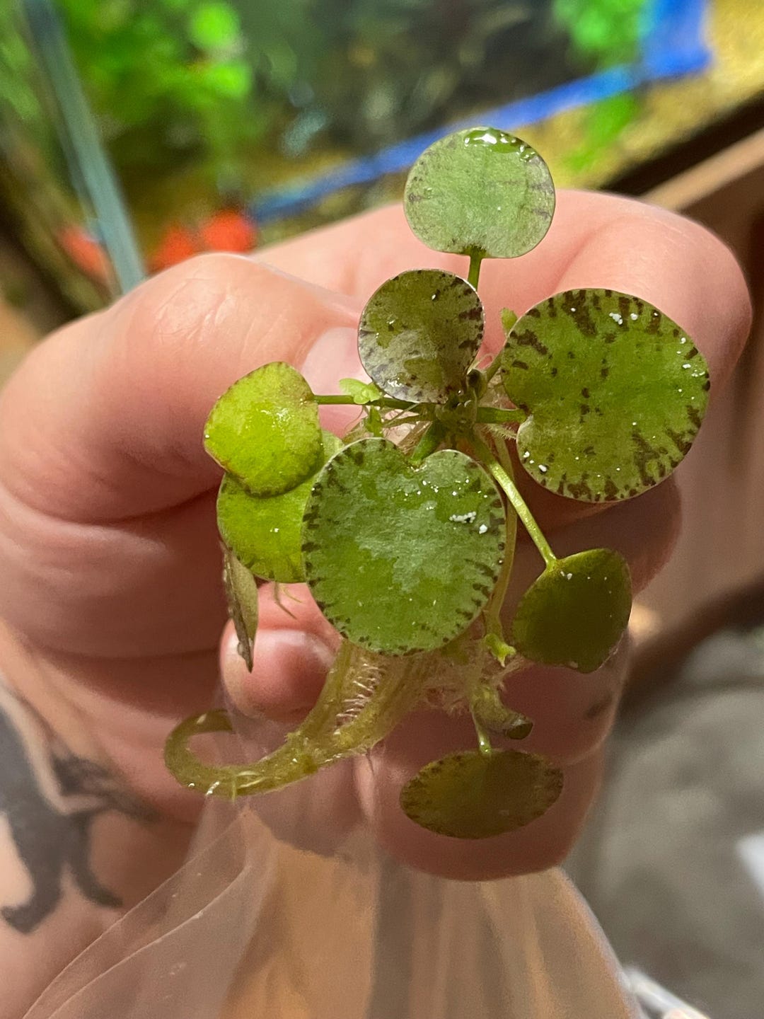 RARE Live Tiger Frogbit! - Etsy