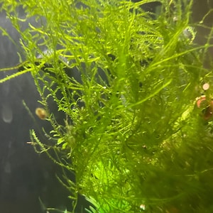 May include: Close-up of vibrant green aquatic plants, likely moss, with delicate, thread-like structures. The plants are densely packed, creating a textured appearance. The background is dark, emphasizing the bright green color of the plants. The image suggests an underwater environment.