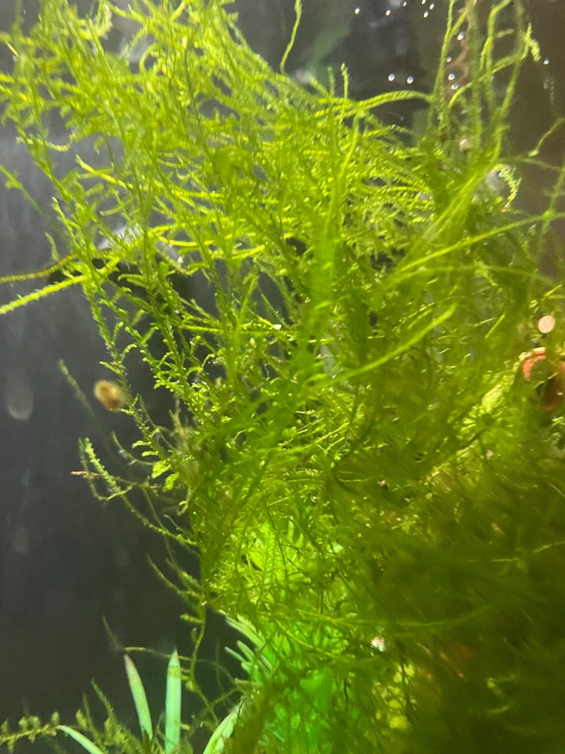 以下が含まれることがあります： 鮮やかな緑色の水生植物、おそらくコケのクローズアップ。繊細な糸状の構造をしています。植物は密集しており、質感のある外観を作り出しています。暗い背景は植物の鮮やかな緑色を強調しています。画像は水中環境を示唆しています。