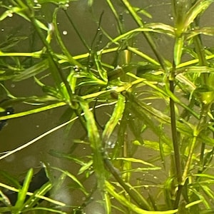 live guppy grass!