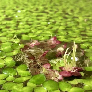 Puede incluir: Primer plano de plantas acuáticas con pequeñas hojas redondas de color verde brillante flotando en el agua. Varias flores pequeñas de color granate con estambres blancos son visibles, añadiendo un toque de color.