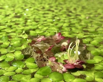 Giant duckweed bunch!