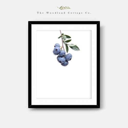 Blueberry Wall Art Blueberries Print Plant Photography Etsy